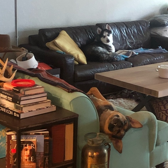 Meet your Posher, Daniel - Picture 5 of 5